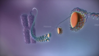 医学宣传动画-DNA到蛋白质