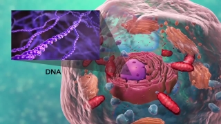 医学宣传动画-生物细胞内部结构