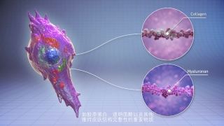 医学宣传动画-女人的脸胶原蛋白流失